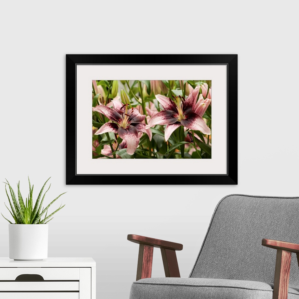 A modern room featuring Large, pink oriental lilies. Longwood Gardens, Pennsylvania.