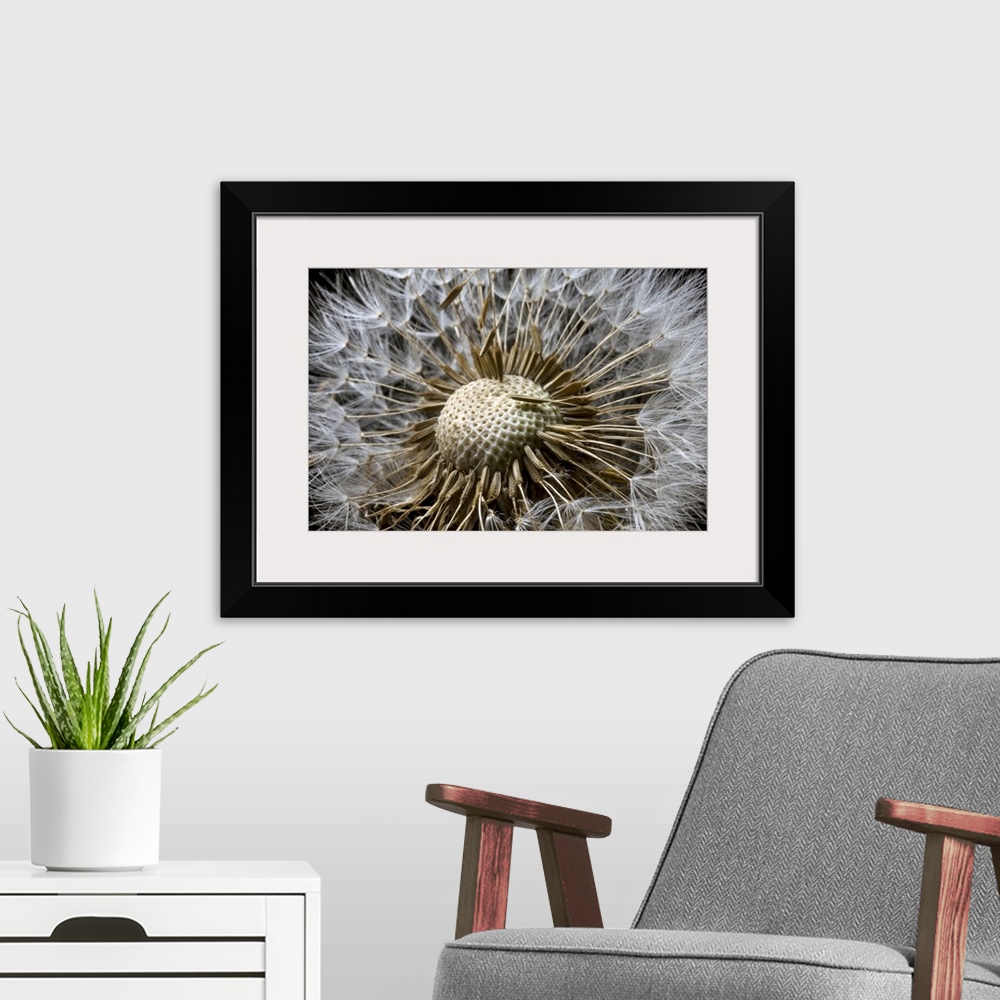 A modern room featuring Picture taken very closely of a dandelion whose florets on the top are mostly gone.