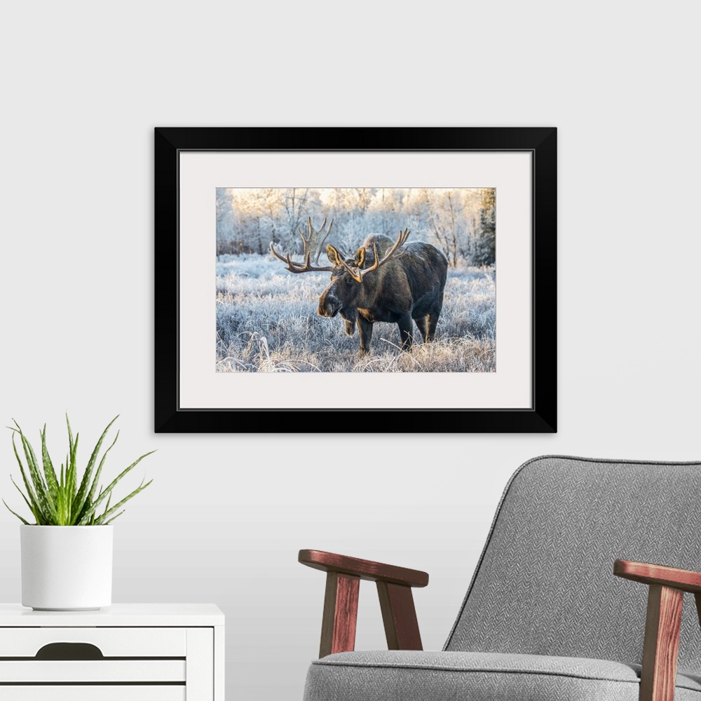 A modern room featuring Mature bull moose (Alces alces) standing and feeding in early morning with hoar frost in in the f...