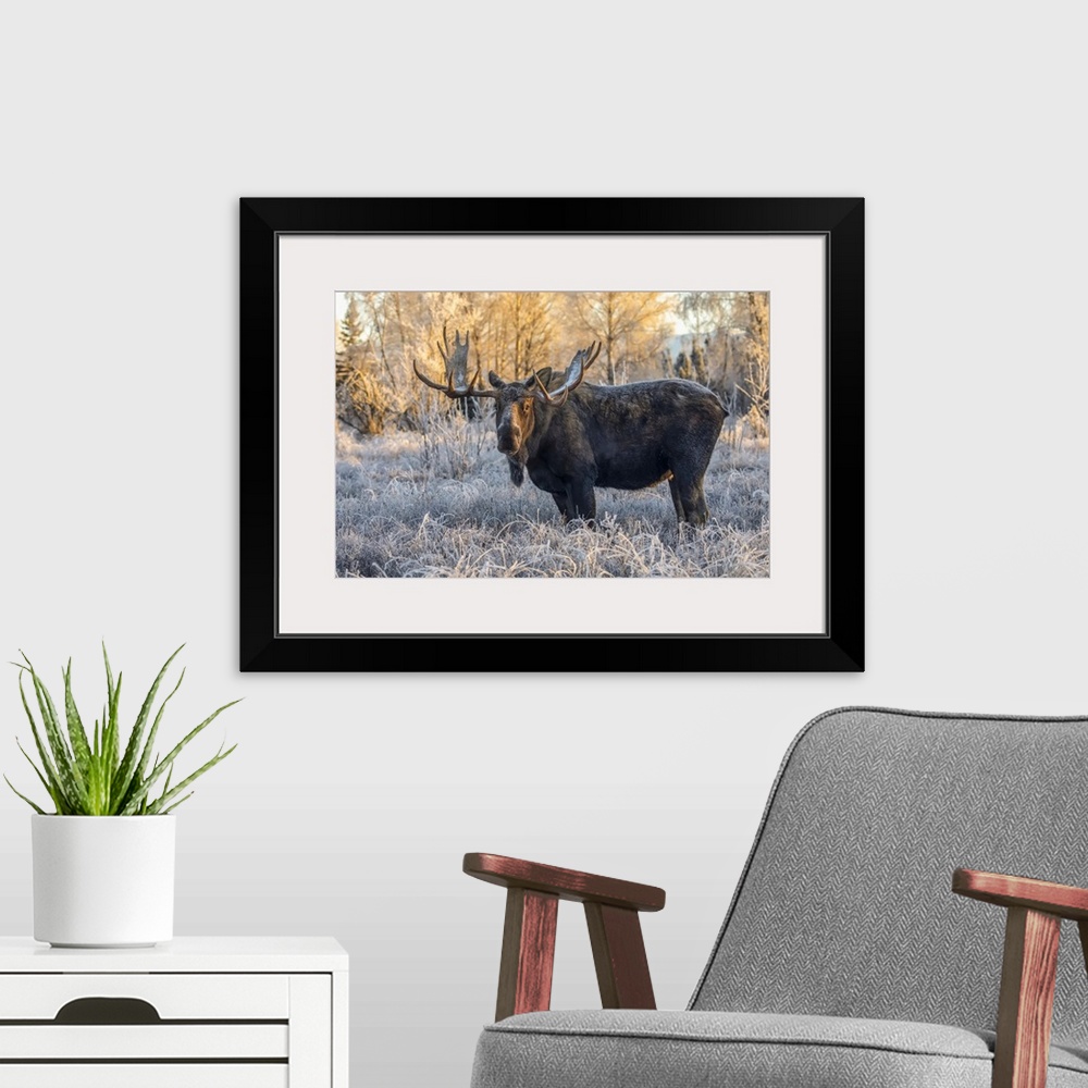 A modern room featuring Mature bull moose (alces alces) standing and feeding in early morning with hoar frost in in the f...