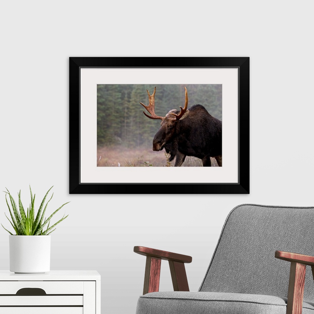 A modern room featuring Moose, Algonquin Provincial Park, Ontario, Canada
