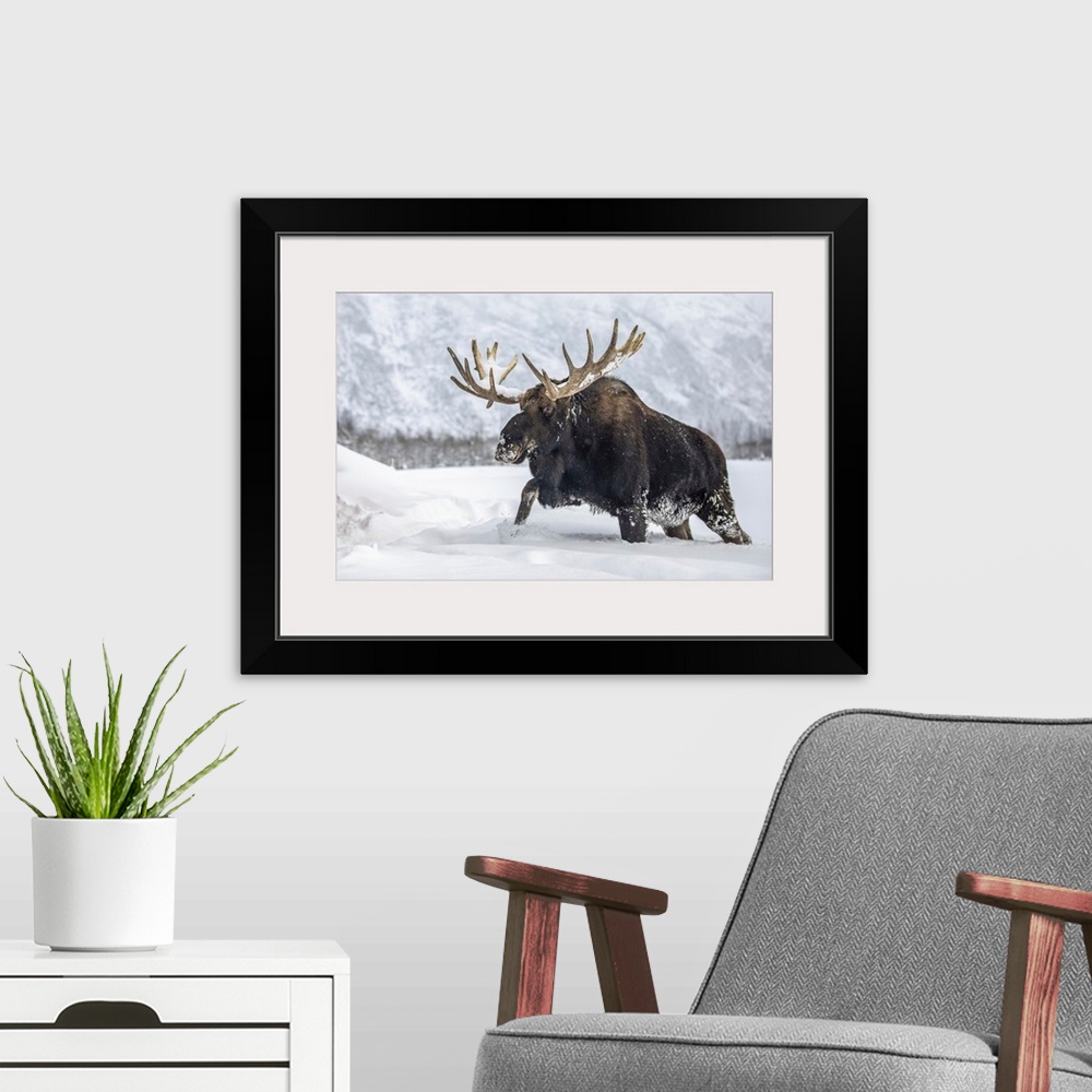 A modern room featuring Mature bull moose (alces alces) with antlers shed of velvet walking in snow, Alaska wildlife cons...
