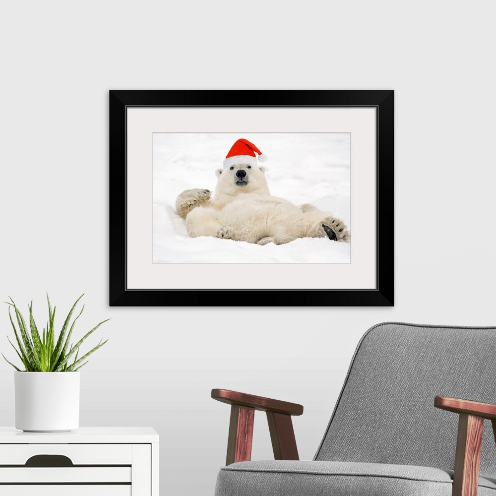 A modern room featuring Photograph taken of a large polar bear laying in the snow wearing a Santa hat.