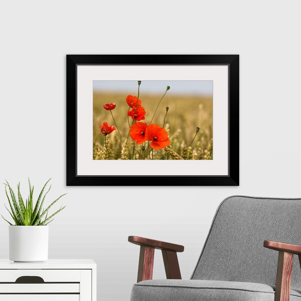 A modern room featuring Red Poppies In A Field Of Grain