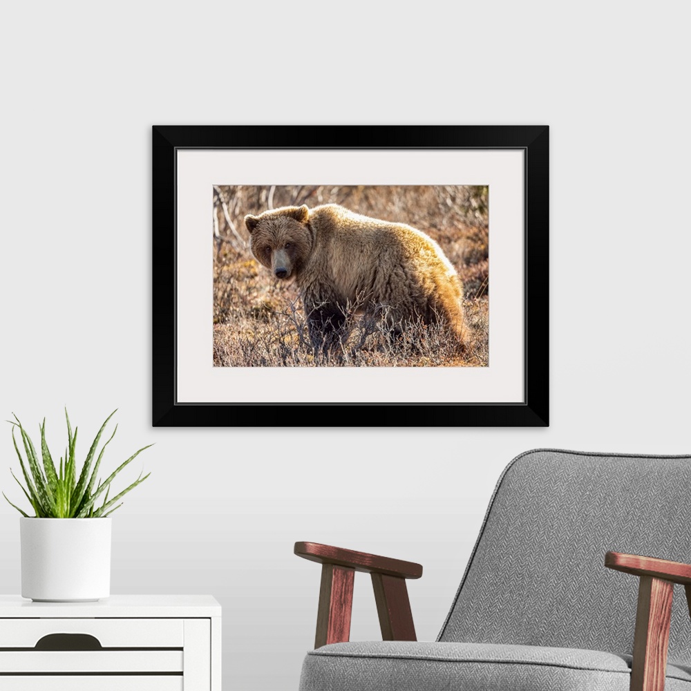 A modern room featuring A roaming grizzly bear (ursus arctos horribilis) pauses to look at the camera while feeding on th...