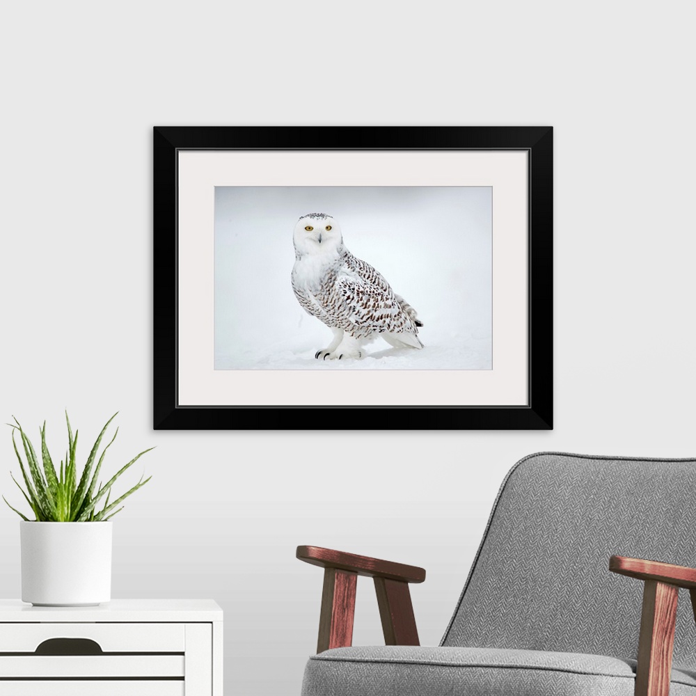 A modern room featuring Snowy Owl (Nyctea scandiaca), Ghost of the North, Saint-Barthelemy, Quebec, Canada....