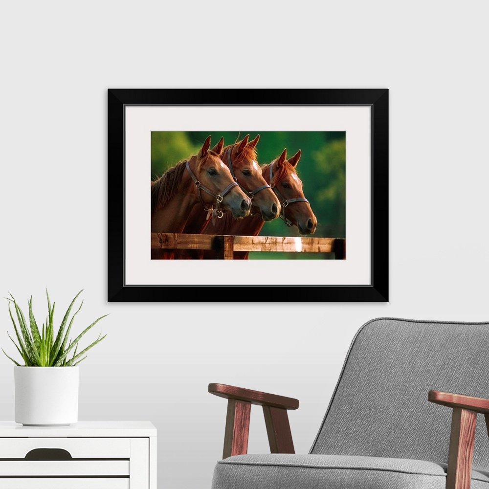 A modern room featuring Thoroughbred Horses