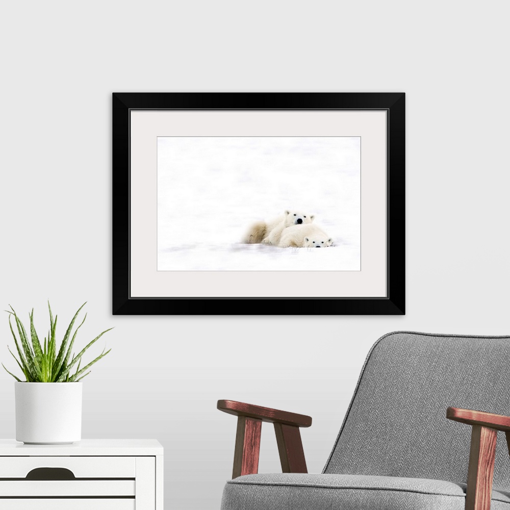 A modern room featuring Two Polar Bears Snuggling