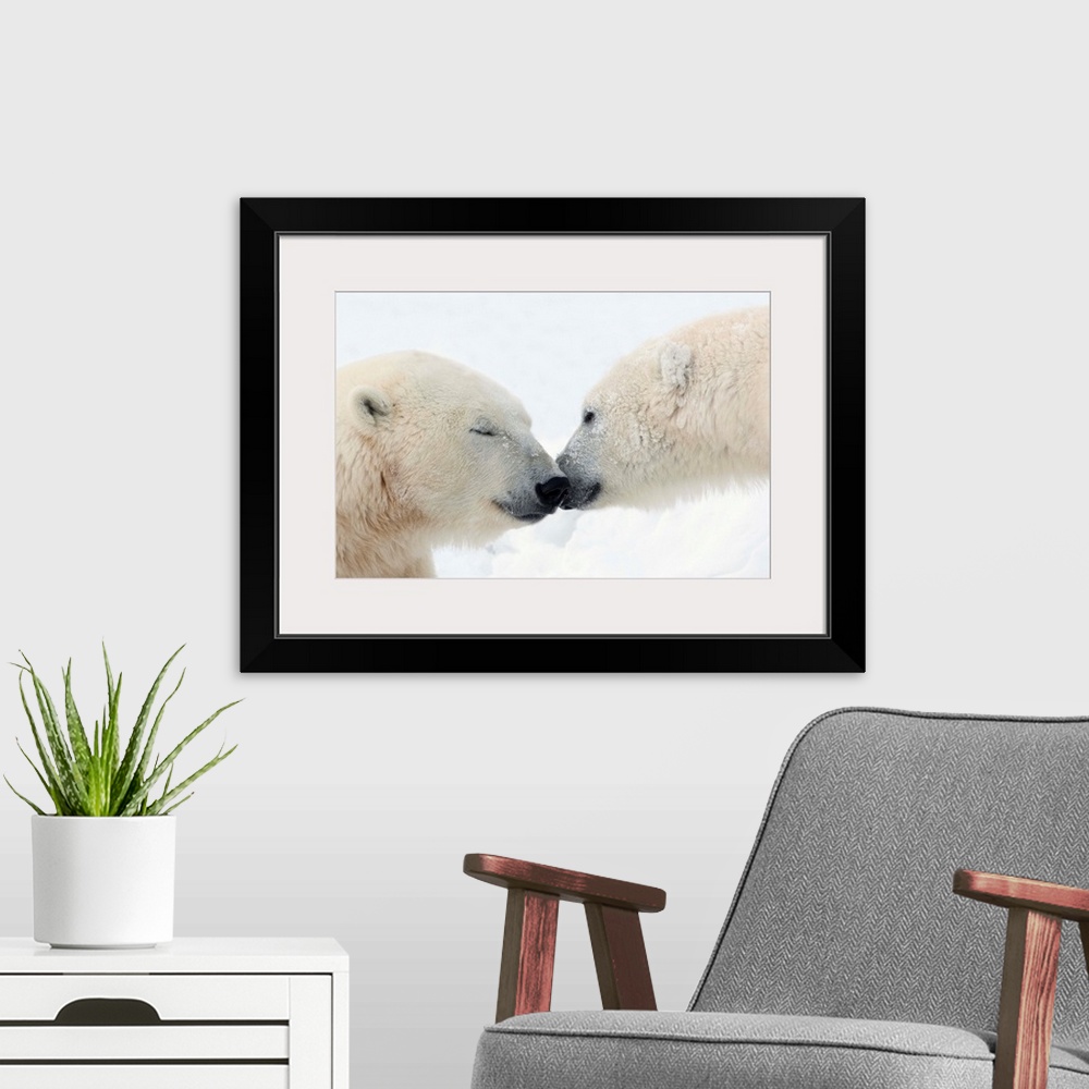 A modern room featuring Two Polar Bears Touching Noses Or Kissing; Churchill, Manitoba, Canada
