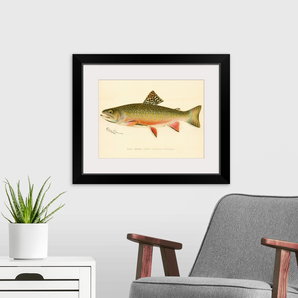 A modern room featuring Male Brook Trout