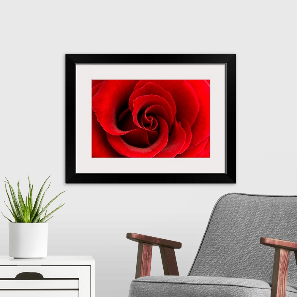 A modern room featuring Red Rose 03
