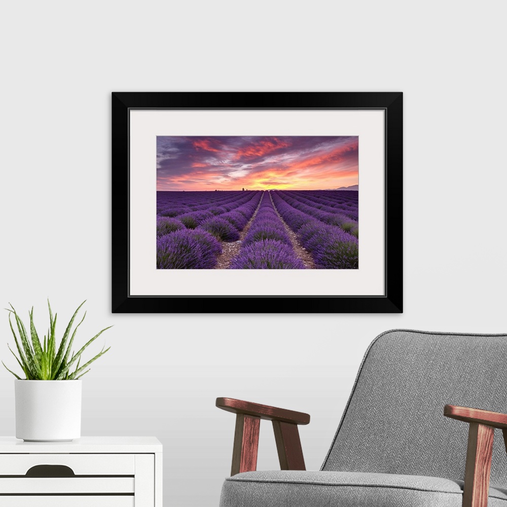 A modern room featuring A photograph of rows of lavender crops under a warm sunset bathed sky.