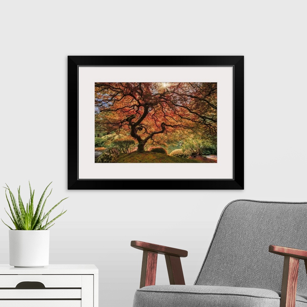 A modern room featuring An artistic photograph of an old Japanese maple tree in autumn foliage in a zen garden.