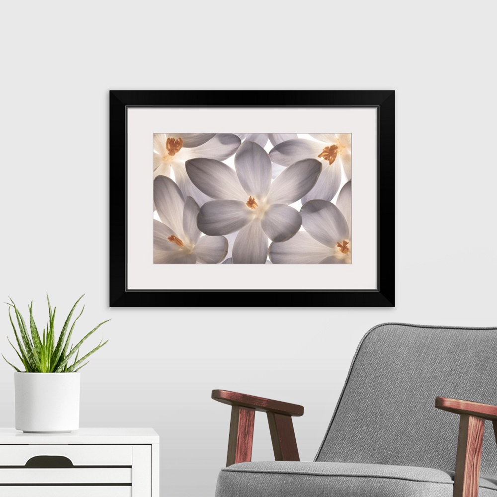 A modern room featuring Photograph of a group of gray and orange flowers.