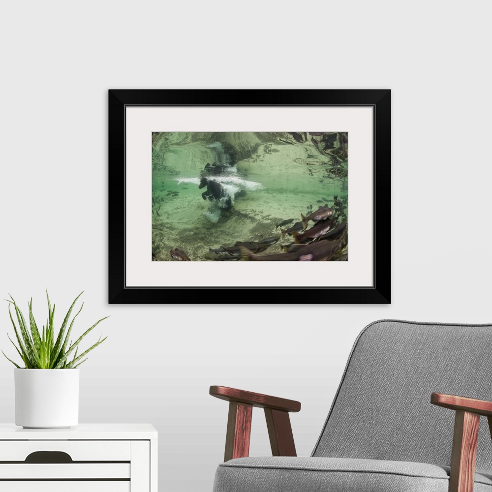A modern room featuring USA, Alaska, Katmai National Park. Underwater view of Grizzly Bear (Ursus arctos) swimming after ...