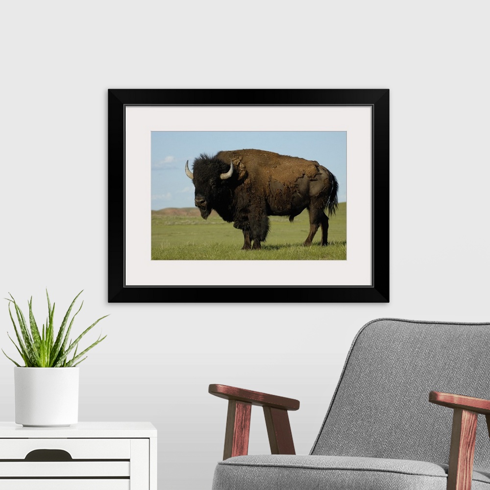 A modern room featuring American Bison (Bison bison) male, Durham Ranch, Campbell County, Wyoming. Males can weigh up to ...