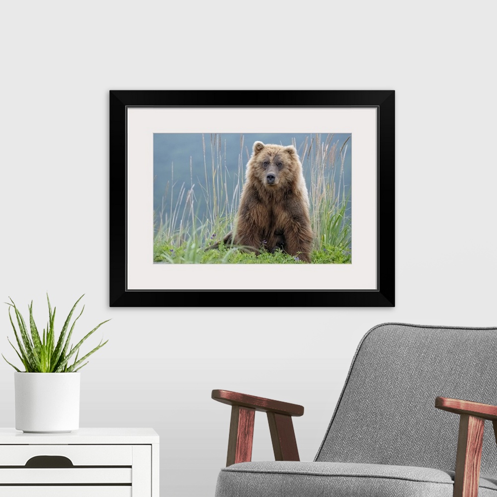 A modern room featuring Bear Cub Poses On The Beach Of Cook Inlet
