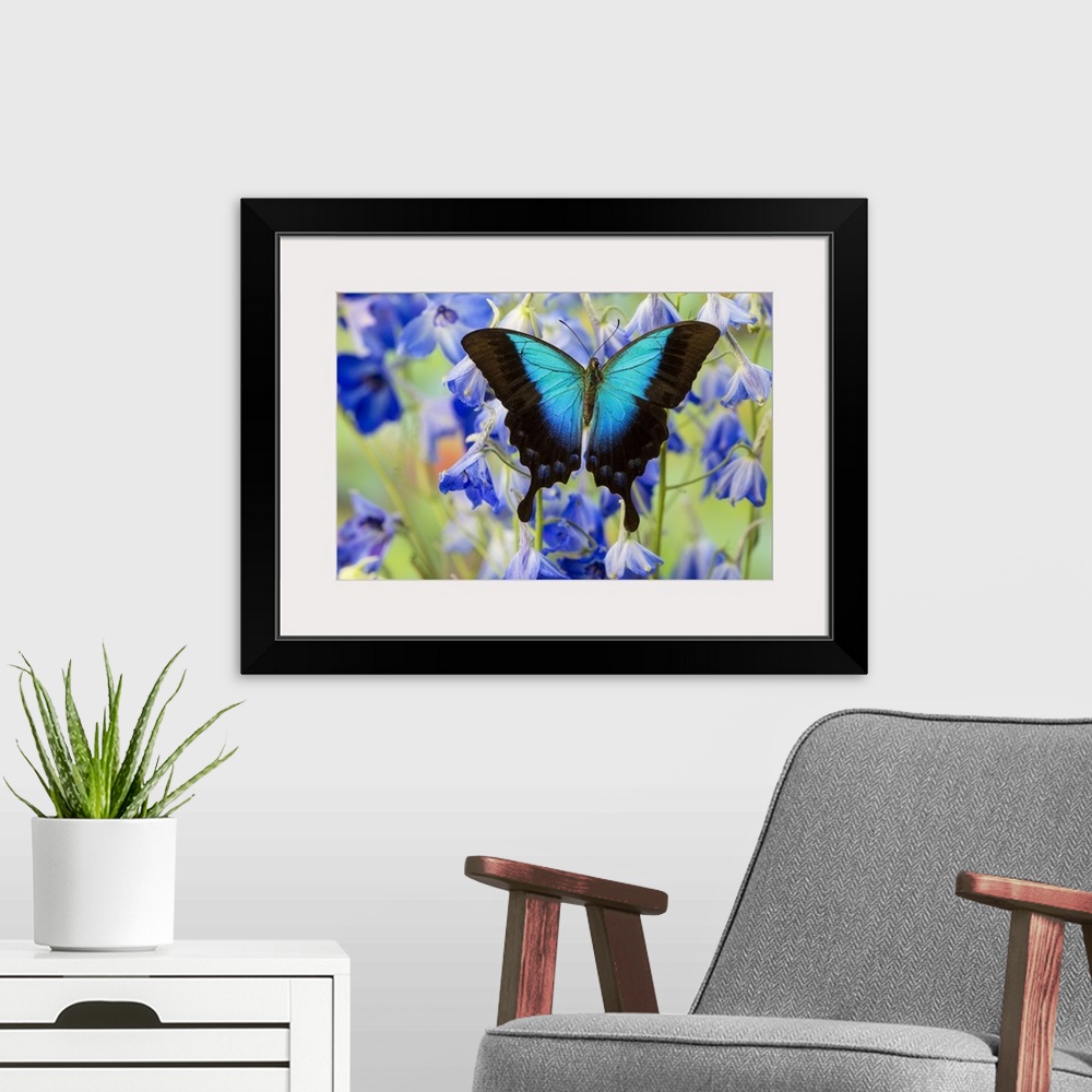 A modern room featuring Blue Iridescence Swallowtail Butterfly, Papilio Pericles.