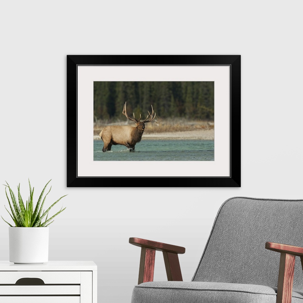 A modern room featuring Bull elk bugling. Nature, Fauna.