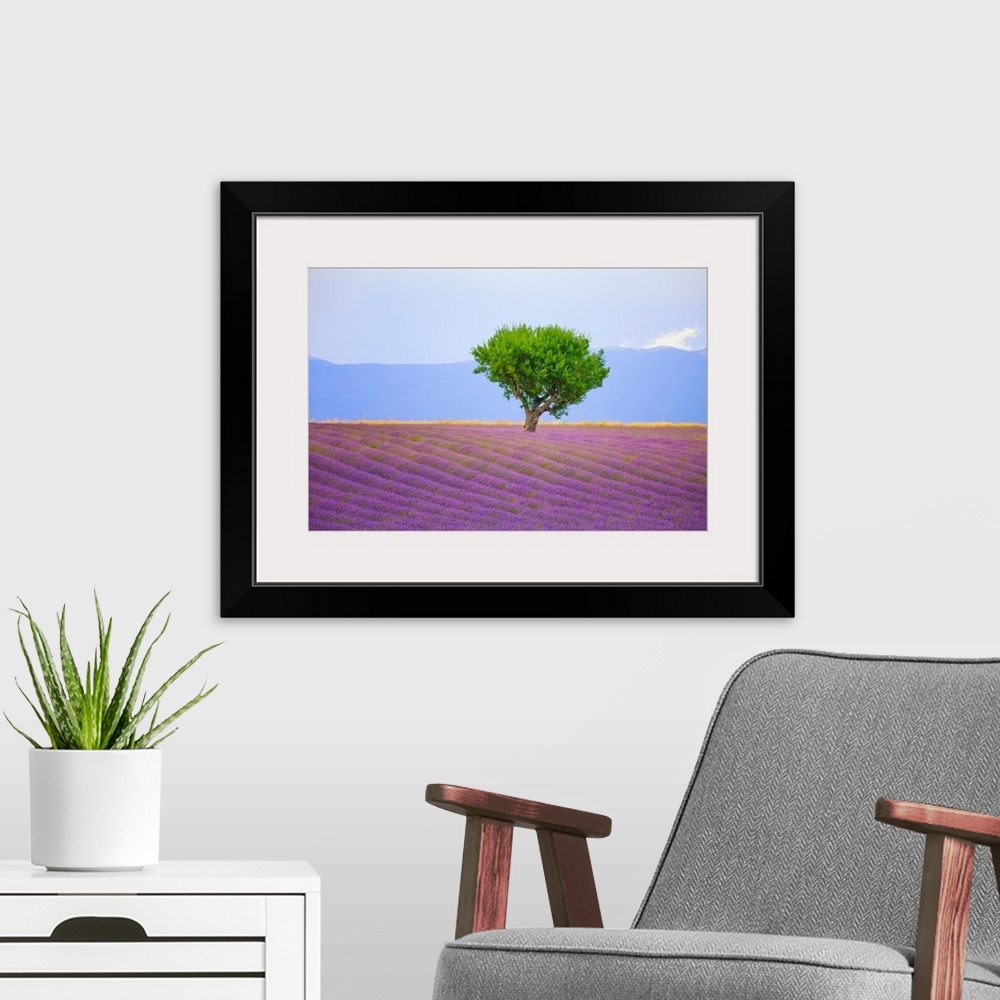 A modern room featuring France, Provence, Valensole Plateau. Field of lavender and tree. Credit: Jim Nilsen