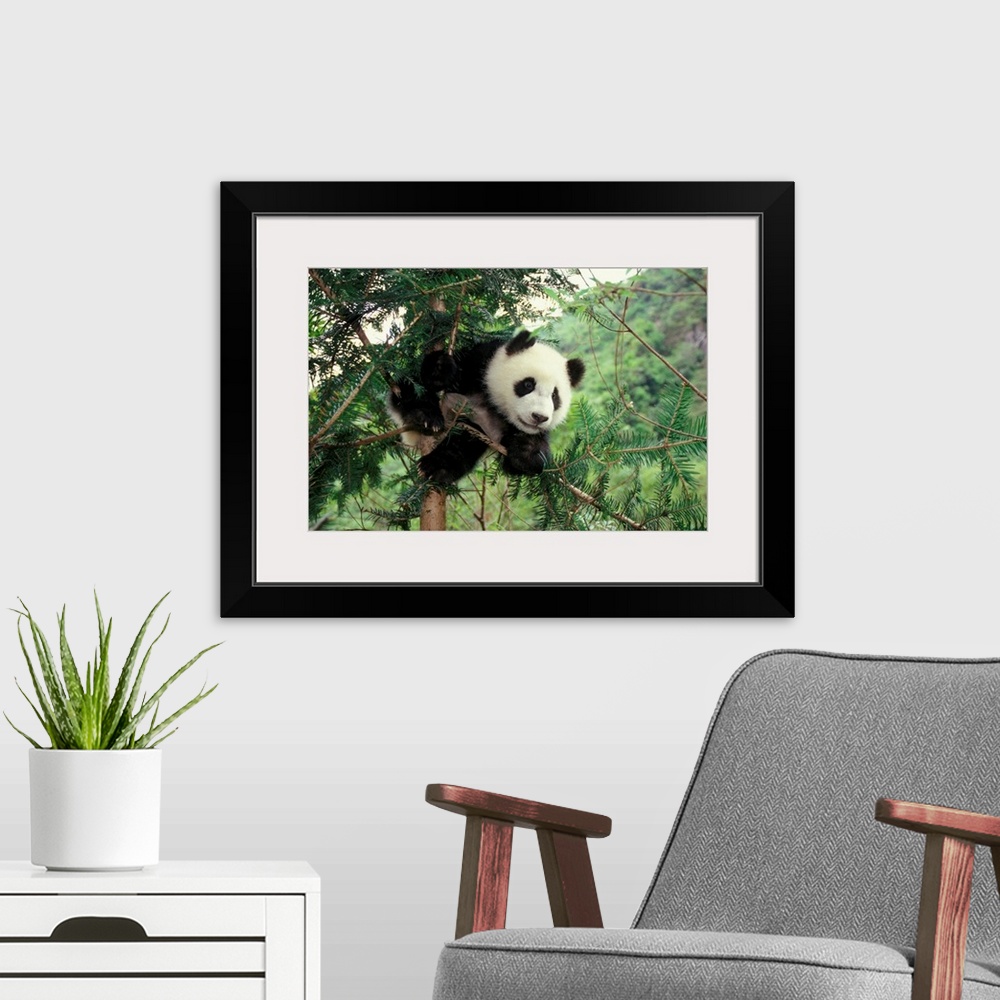 A modern room featuring Giant Panda cub climbs a tree, Wolong Valley, Sichuan Province, China.