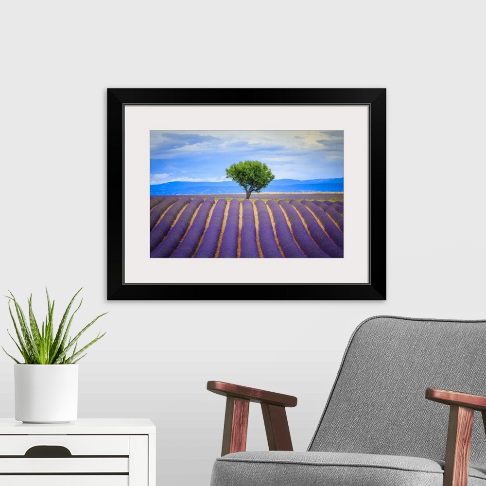 A modern room featuring Europe, France, Provence, Valensole Plateau. Field of lavender and tree. Credit: Jim Nilsen