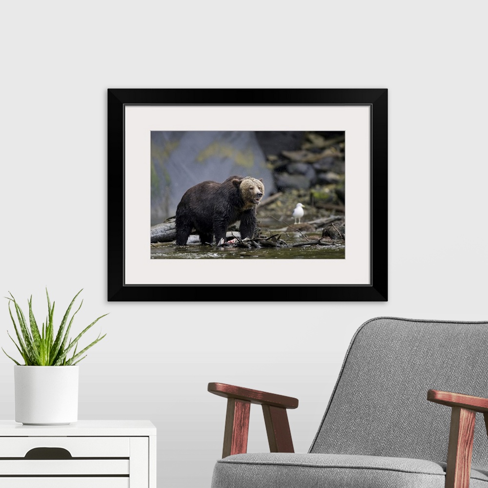 A modern room featuring North America, Canada, British Columbia. Grizzly bear eating salmon..
