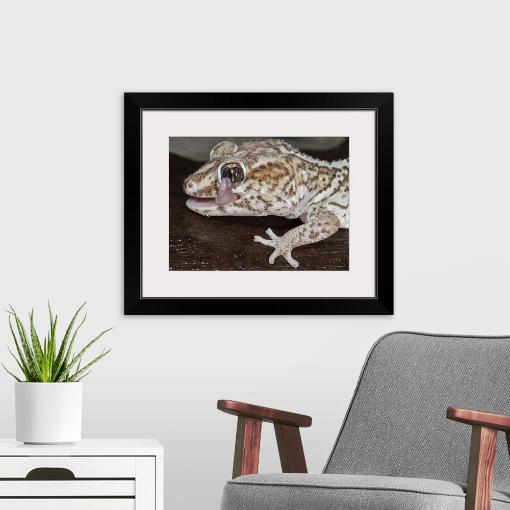 A modern room featuring Panther or Ocelot gecko, Paroedura pictus, washing eye, controlled conditions