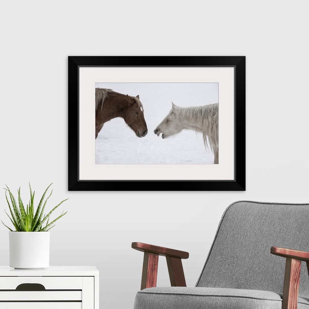 A modern room featuring USA, Montana. Gardiner. Palomino and sorrel, with shaggy winter coat, nose to nose. United States...