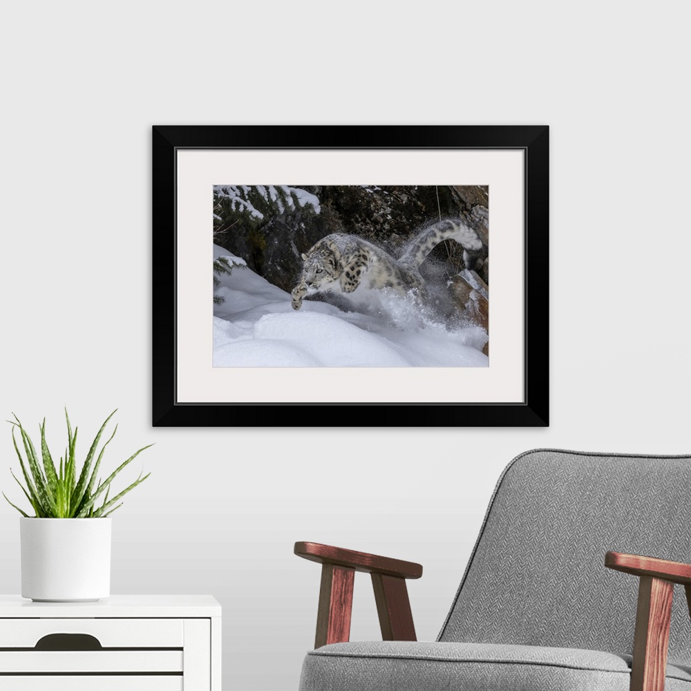 A modern room featuring USA, Montana, Leaping Captive Snow Leopard In Winter