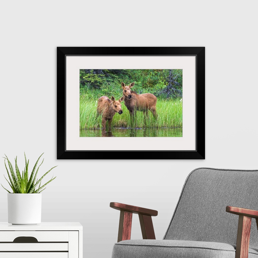 A modern room featuring Twin baby moose watching anxiously as mother feeds in the deeper water of a tundra pond, Denali N...
