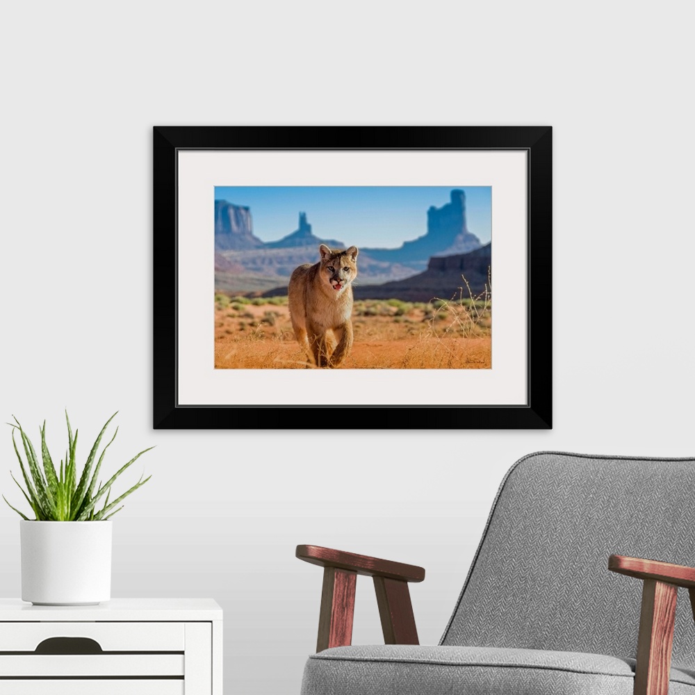 A modern room featuring Young Mountain Lion (Felis concolor) in Monument Valley with The Mittens in the background, Arizo...