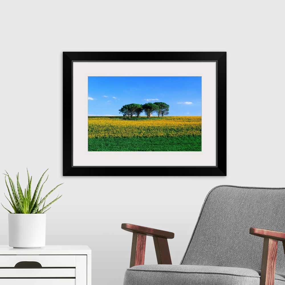 A modern room featuring France, Midi-Pyrenees, Gers, sunflower field