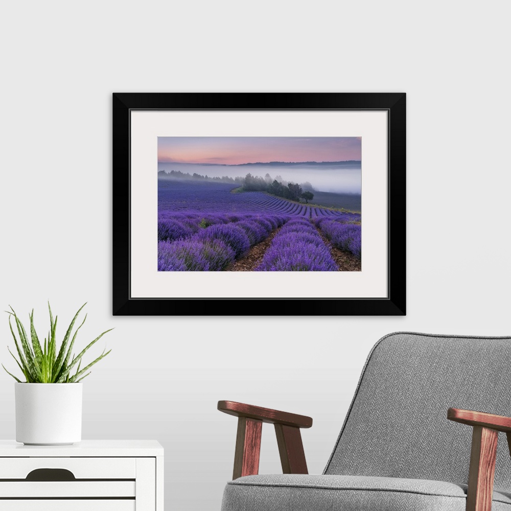 A modern room featuring France, Provence-Alpes-Cote d'Azur, Sault, Provence, Alpes-de-Haute-Provence, Blooming lavender f...