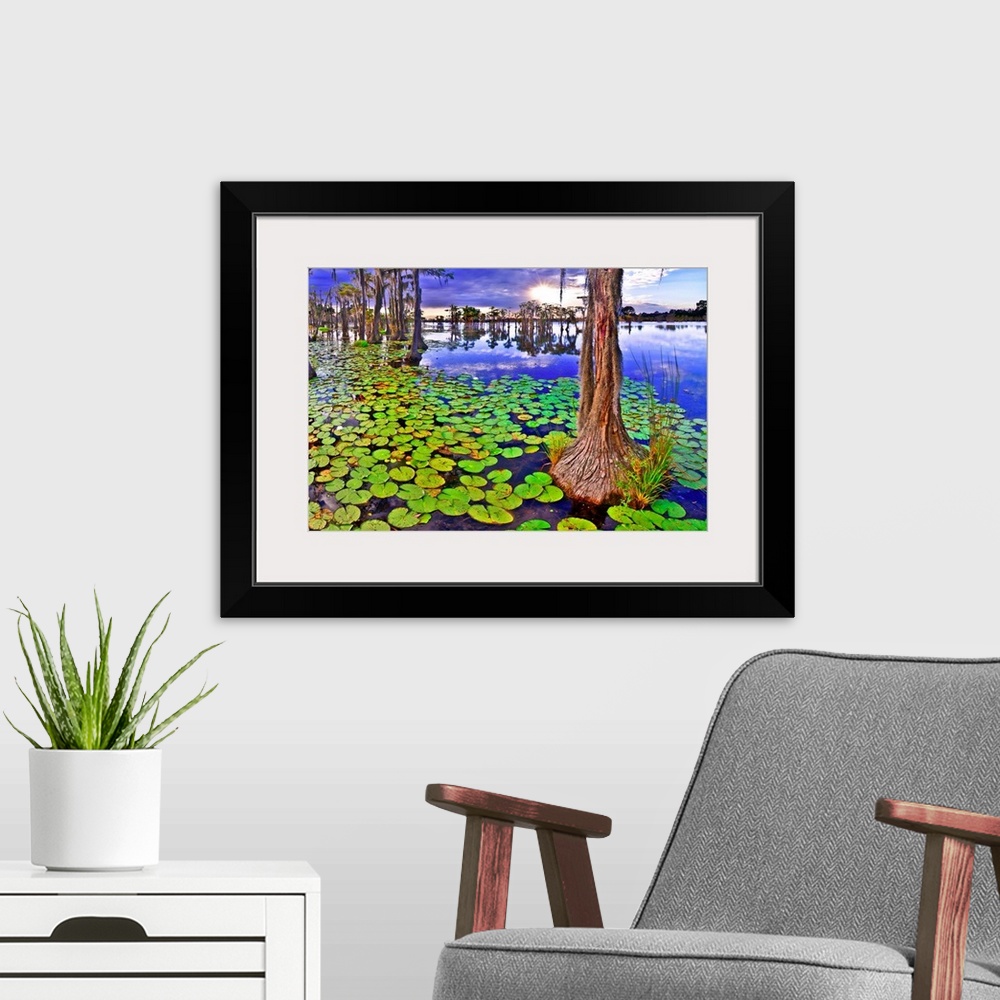 A modern room featuring A cypress tree at sunset among green lily pads in a cypress swamp. A marshy green landscape with ...