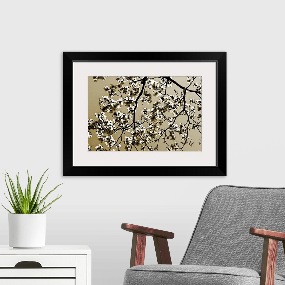 A modern room featuring A monochromatic, horizontal photograph of tree branches covered with blossoms in spring against a...