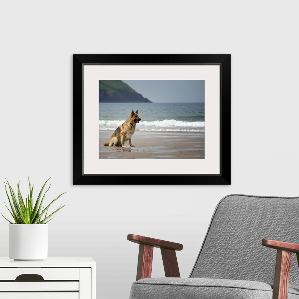 A modern room featuring Five year old male German shepherd sitting on a beach waiting to be called. Croyde, North Devon, UK.