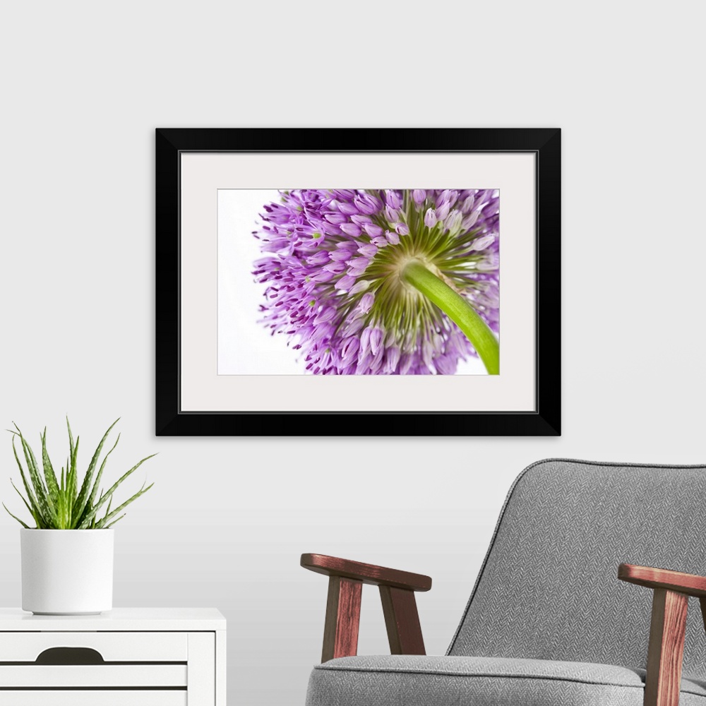 A modern room featuring Landscape, close up photograph from the underside of a blooming allium flower, on a solid white b...
