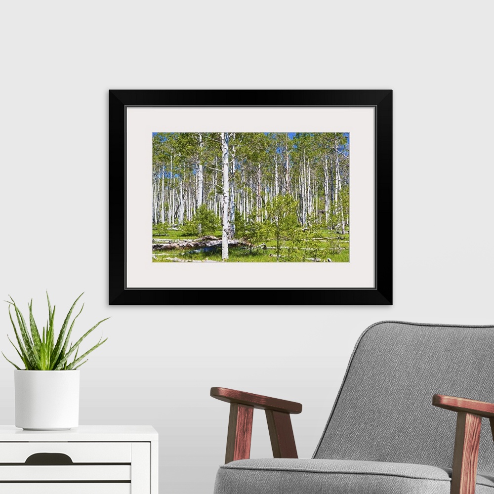 A modern room featuring Aspen grove (Populus tremuloides) near Zion National park, upper Kolob Plateau, The Kolob Reservo...
