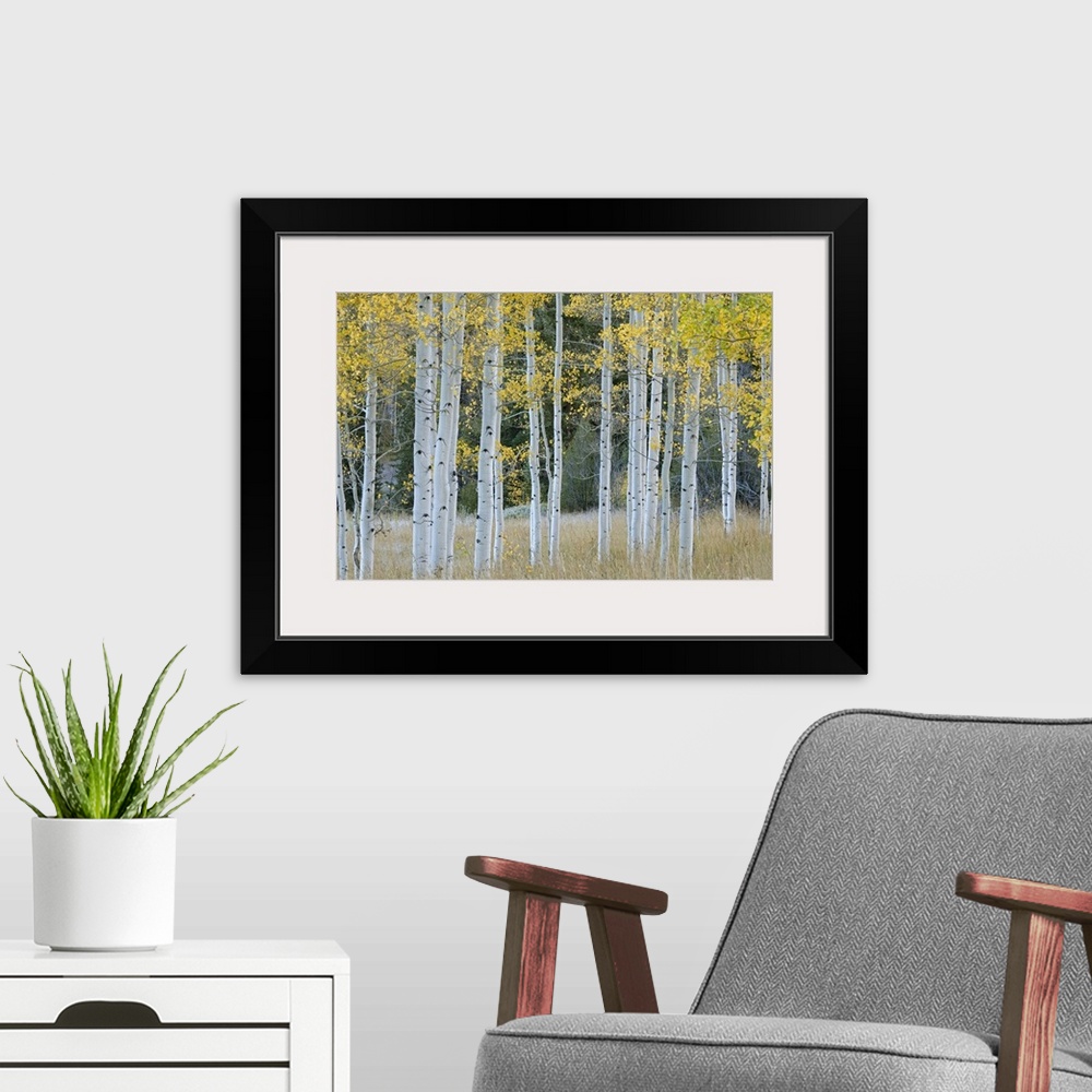 A modern room featuring Huge photograph shows a scattered group of aspen trees sitting within an open field of grass.  To...