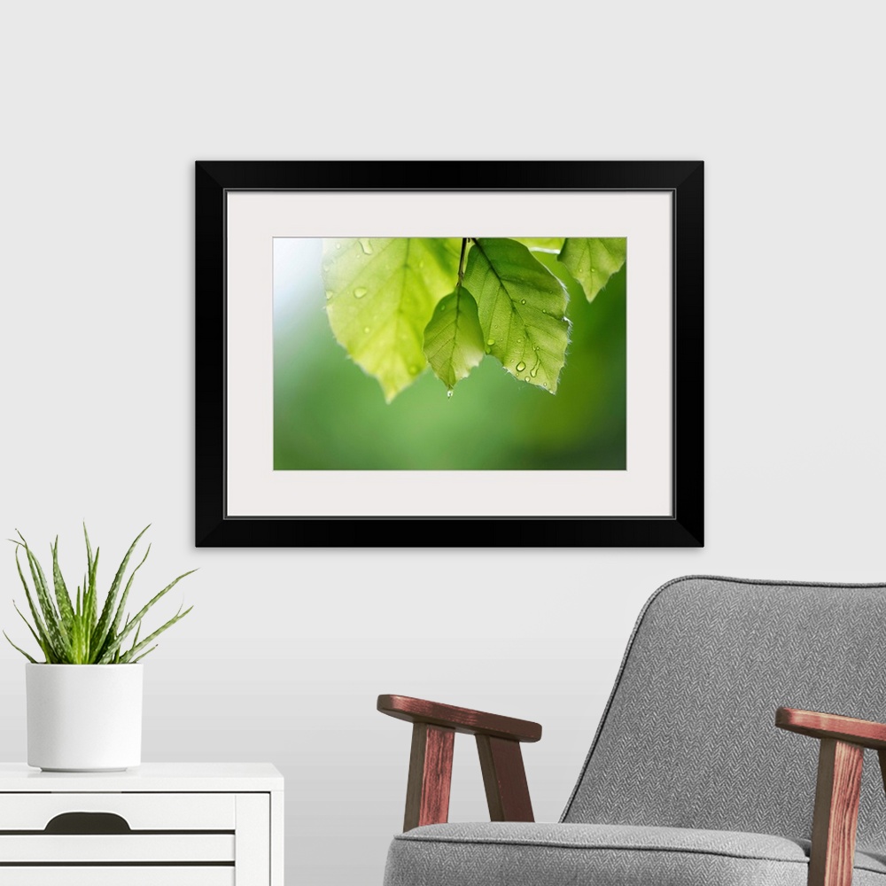 A modern room featuring Big artwork of leaves close up that have water droplets hanging on them. The background is blurre...