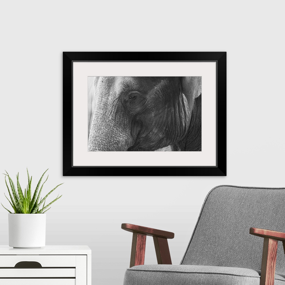 A modern room featuring Black and White Elephant portrait