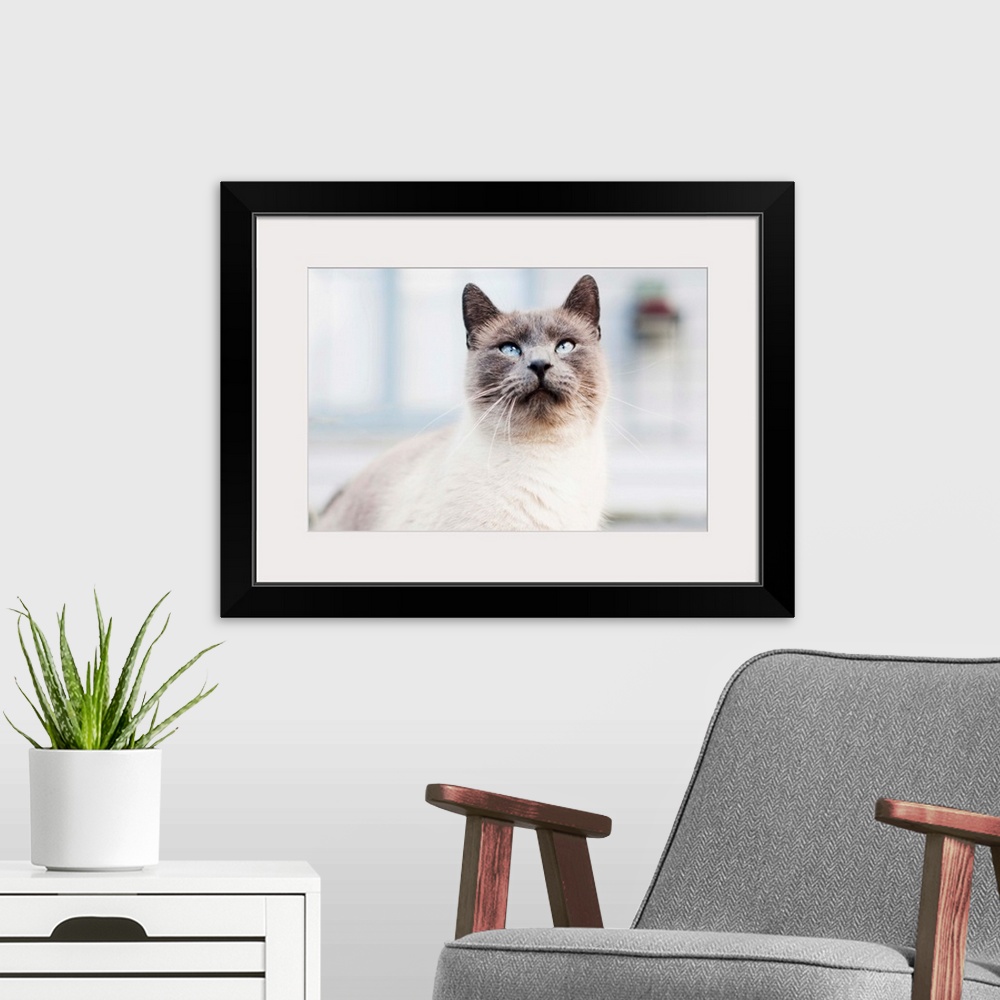 A modern room featuring Blue eyed Siamese cat looking up.