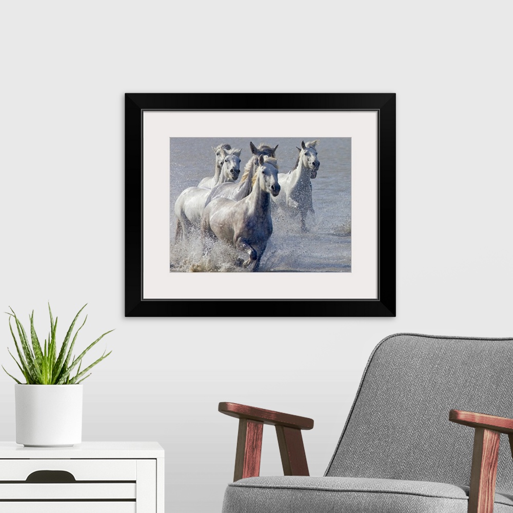 A modern room featuring Giant, horizontal photograph of a group of Camargue horses, splashing as they run through shallow...