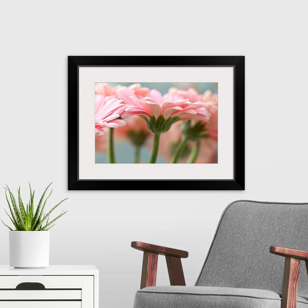 A modern room featuring Close-up of pink gerbera daisies.