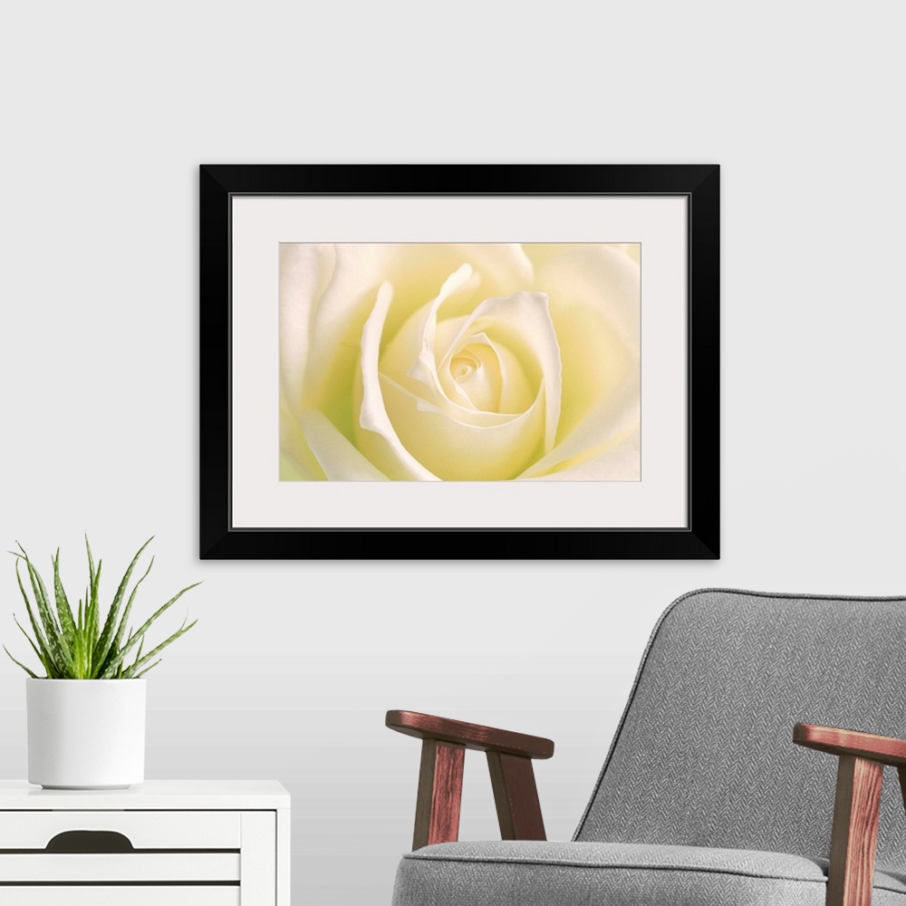 A modern room featuring Close-up of rose --- Image by .. ION/amanaimagesRF/amanaimages/Corbis