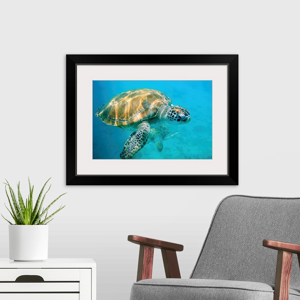 A modern room featuring Close up of two sea turtles in Caribbean, Barbados, West Indies.