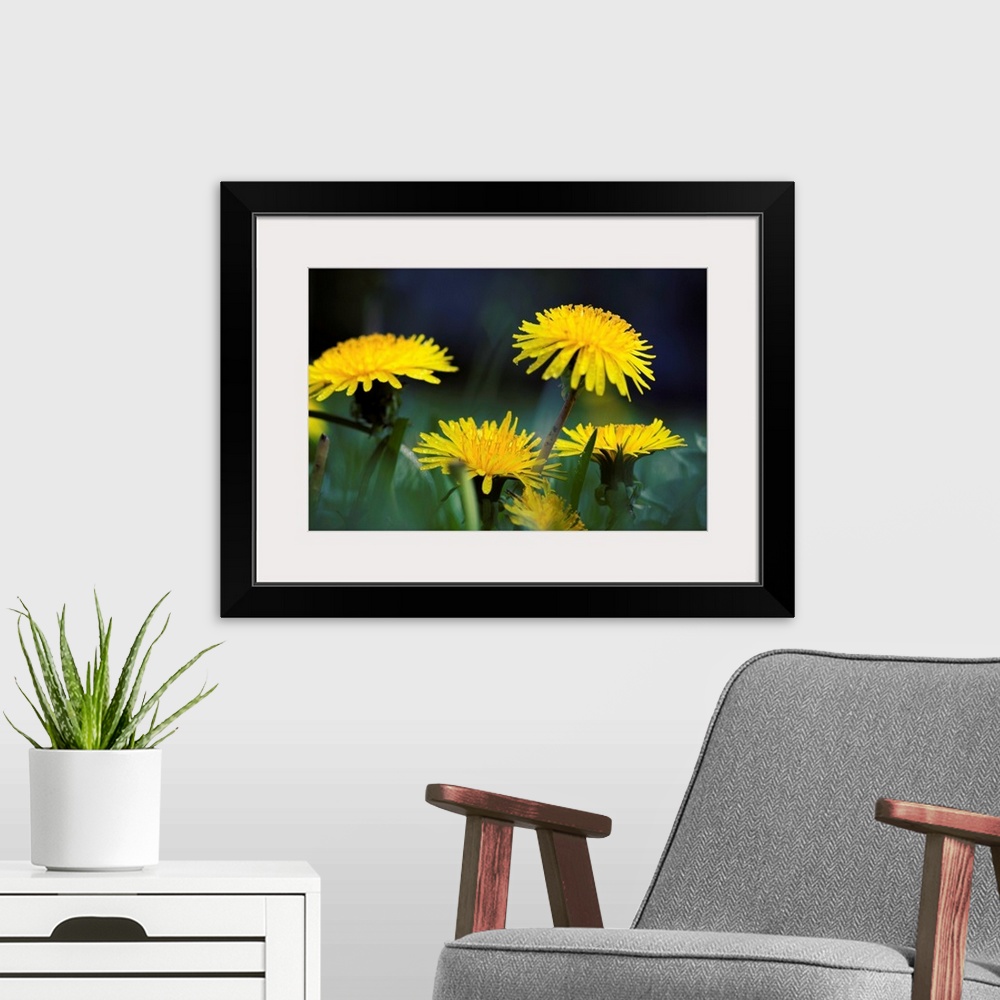 A modern room featuring flower spring macro photography close up dandelion yellow summer rain water drop.