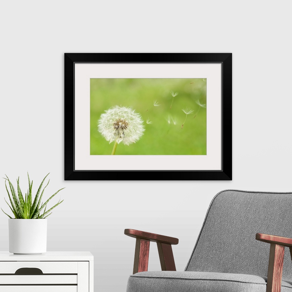 A modern room featuring Puffs of this spindly flower blow away with the wind in this close up nature photograph taken aga...