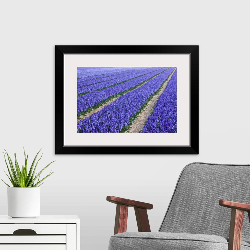A modern room featuring Field Of Blue Hyacinths In Bloom In The Netherlands